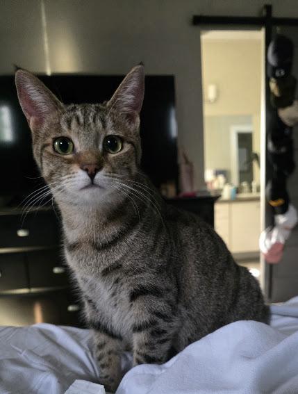 Boo, a Adoptable Domestic Short Hair in Hillsboro, OR image 1/6