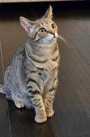 Boo, a Adoptable Domestic Short Hair in Hillsboro, OR image 1/6