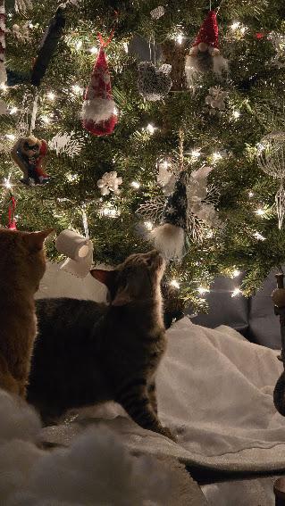 Boo, a Adoptable Domestic Short Hair in Hillsboro, OR image 5/6