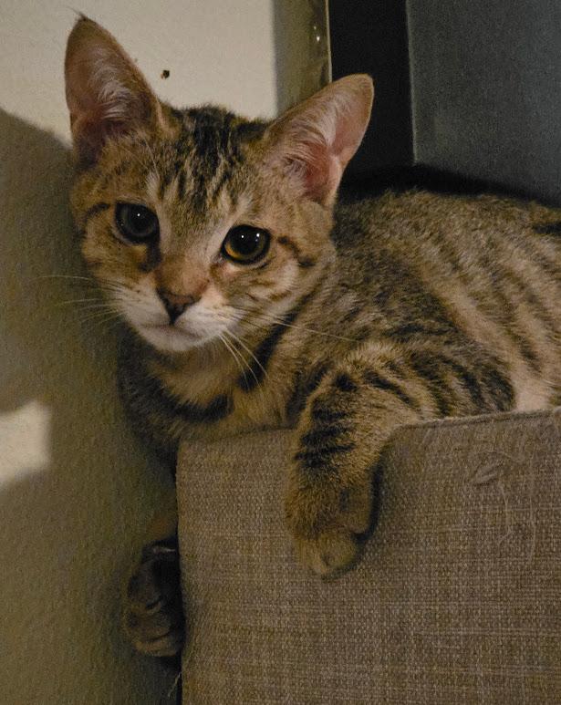 Boo, a Adoptable Domestic Short Hair in Hillsboro, OR image 4/6