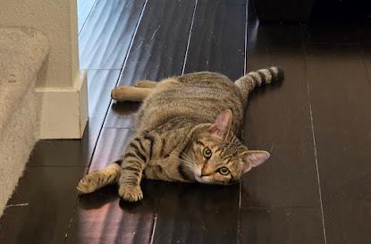 Boo, a Adoptable Domestic Short Hair in Hillsboro, OR image 5/6