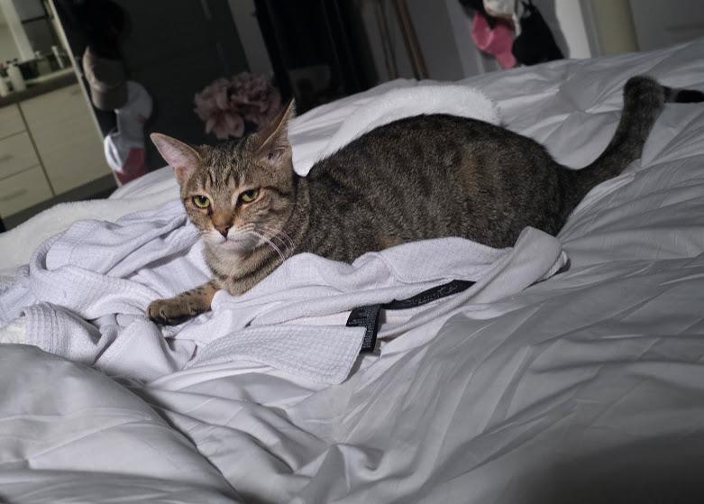 Boo, a Adoptable Domestic Short Hair in Hillsboro, OR image 6/6