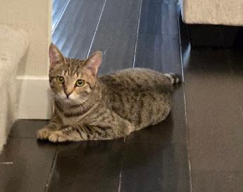 Boo, a Adoptable Domestic Short Hair in Hillsboro, OR image 2/6