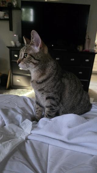 Boo, a Adoptable Domestic Short Hair in Hillsboro, OR image 4/6