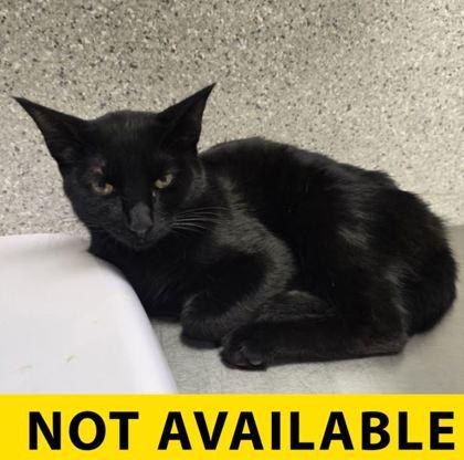 Cold Brew, Adoptable, Adult Male Domestic Short Hair & Domestic Short Hair.