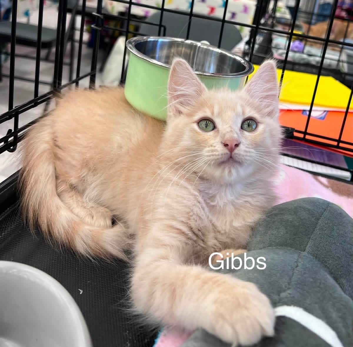 Gibbs M., ADOPTABLE, Young Male Domestic Medium Hair.