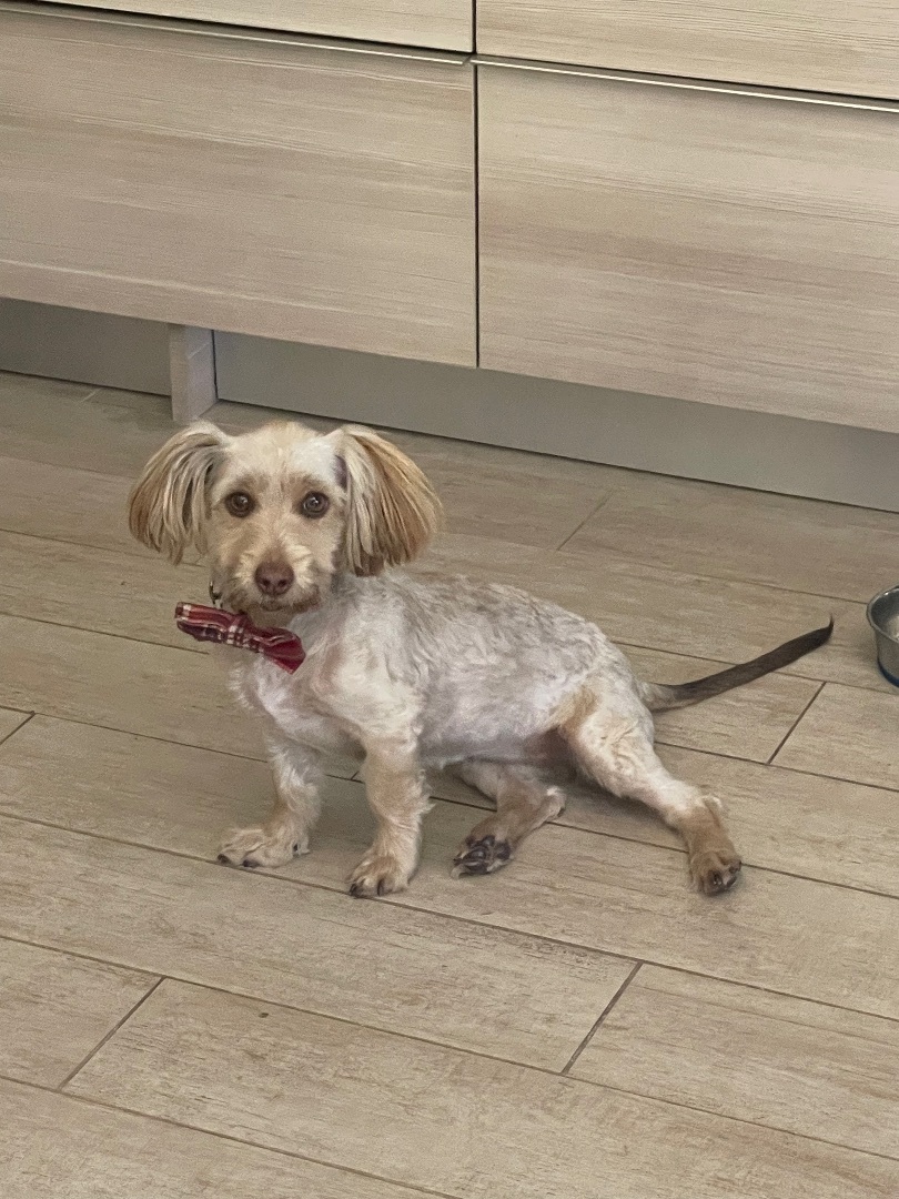 Chiqui, a Adopted mixed breed in Hialeah, FL image 1/12