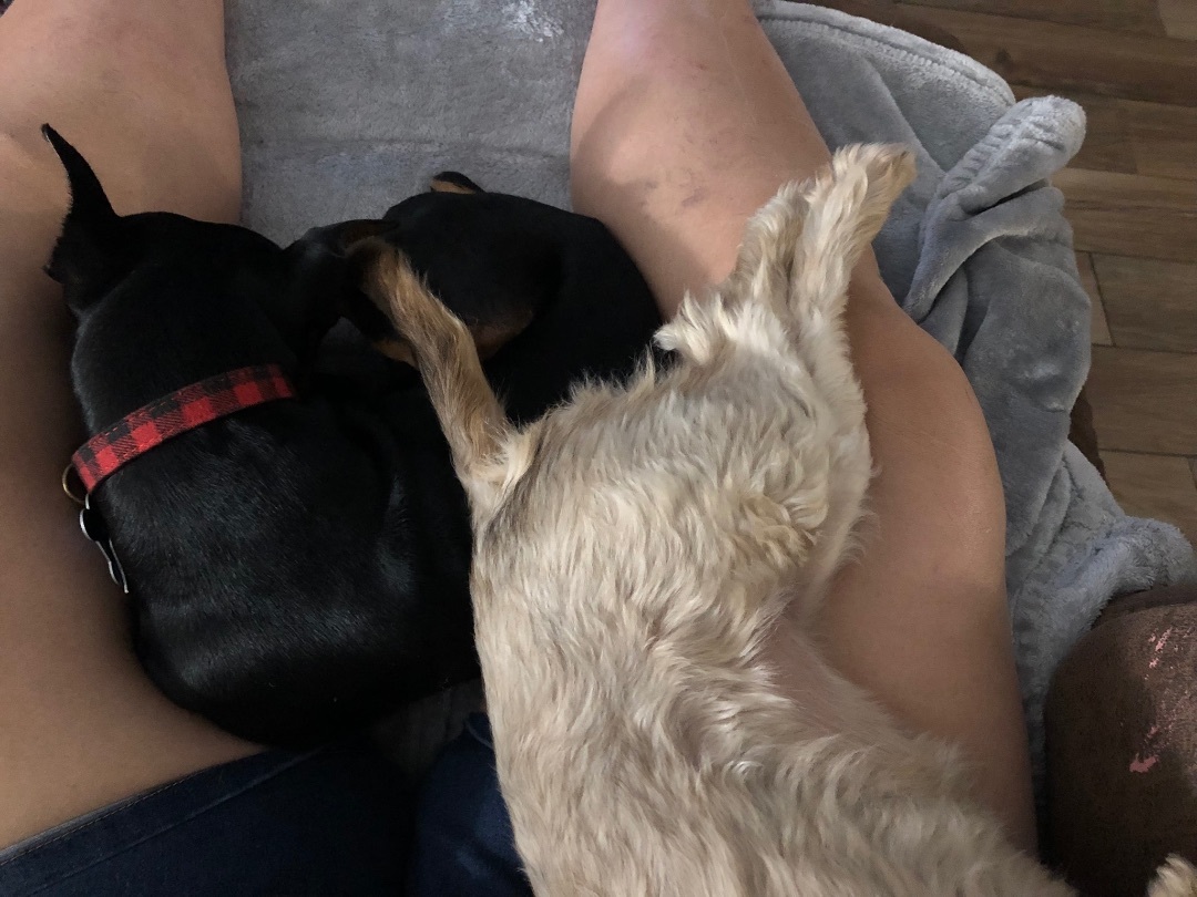 Chiqui, a Adopted mixed breed in Hialeah, FL image 2/12