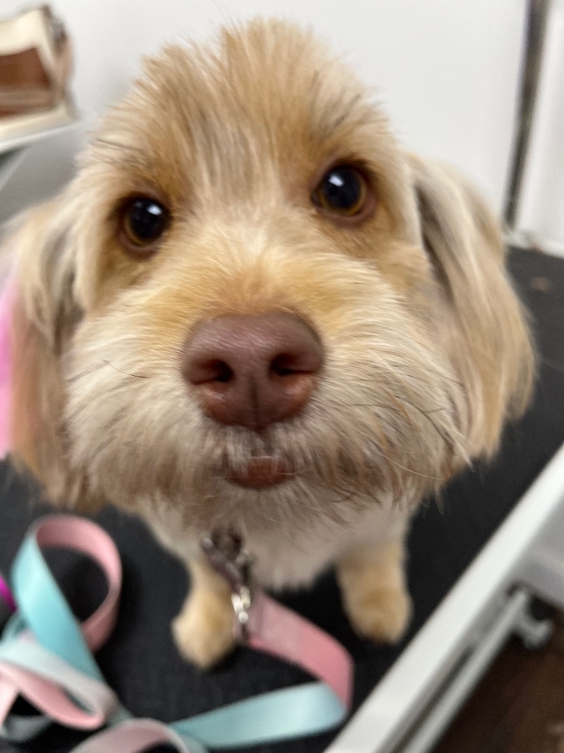 Chiqui, a Adopted mixed breed in Hialeah, FL image 3/12