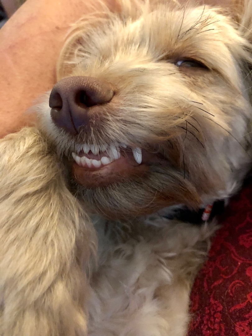 Chiqui, a Adopted mixed breed in Hialeah, FL image 4/12