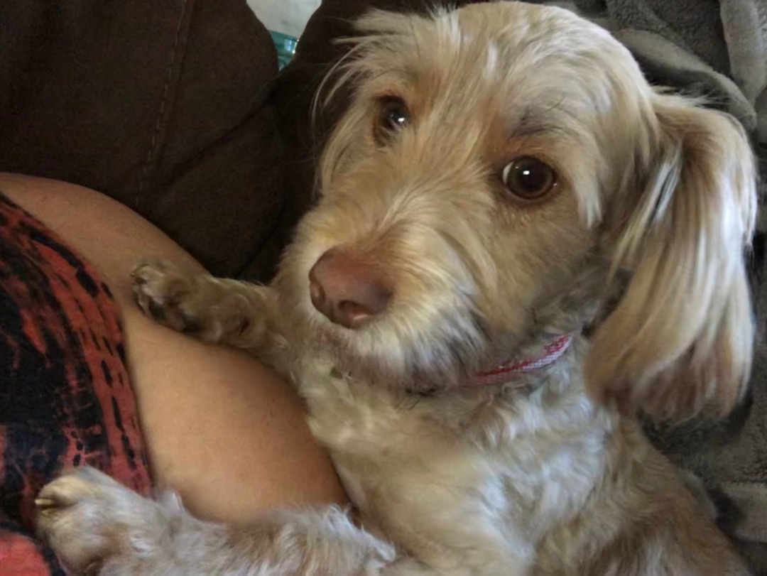 Chiqui, a Adopted mixed breed in Hialeah, FL image 5/12