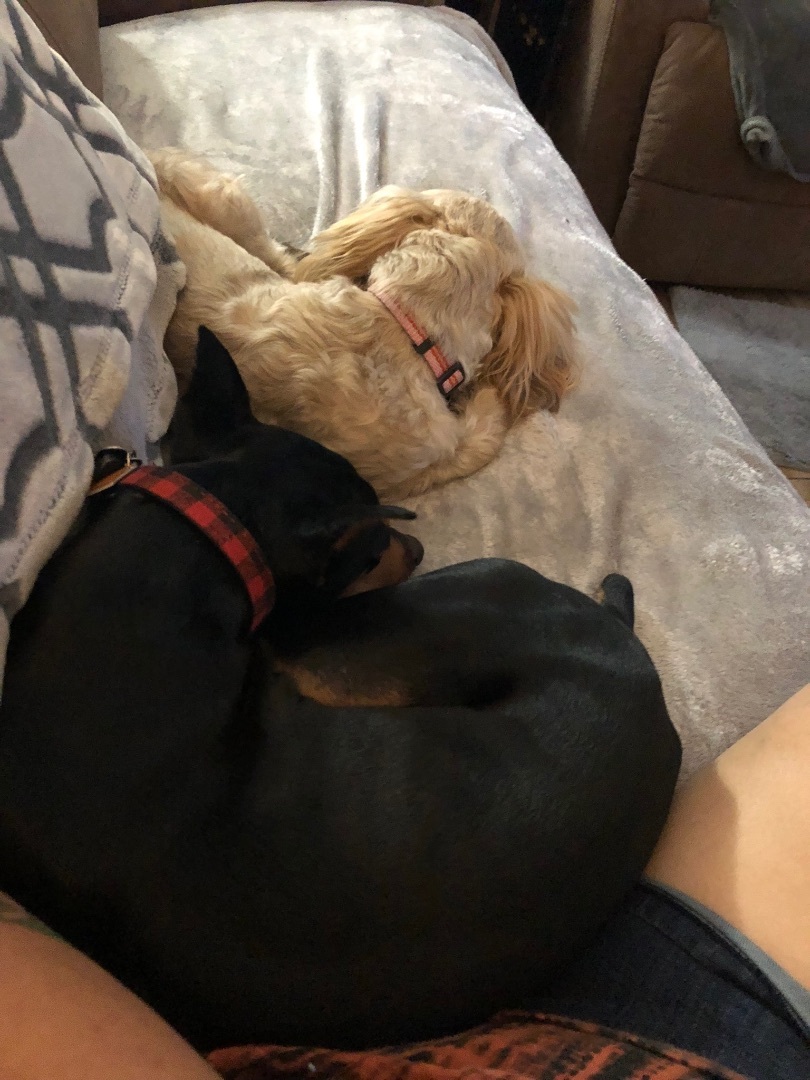 Chiqui, a Adopted mixed breed in Hialeah, FL image 6/12