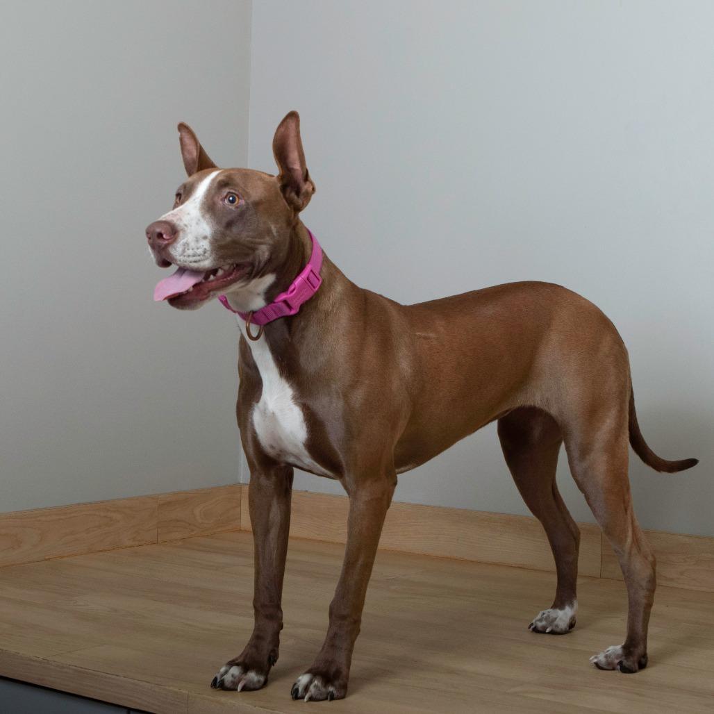 Laklyn D67239, a Adoptable mixed breed in Minnetonka, MN image 1/6