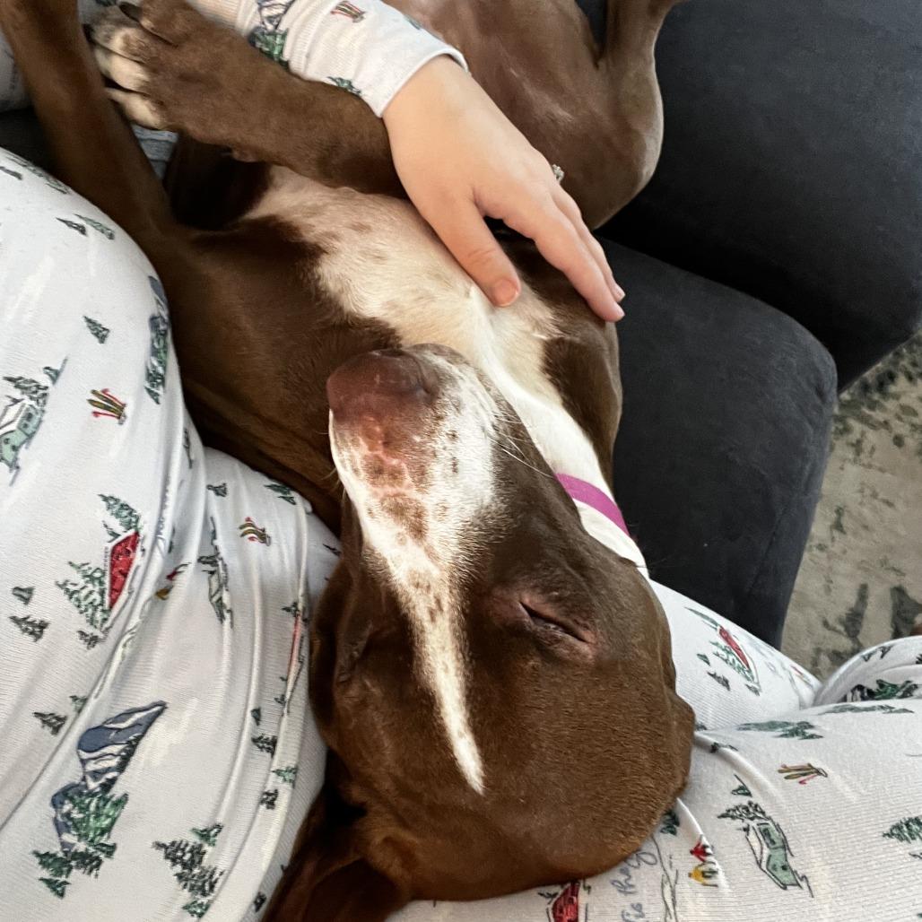 Laklyn D67239, a Adoptable mixed breed in Minnetonka, MN image 2/6