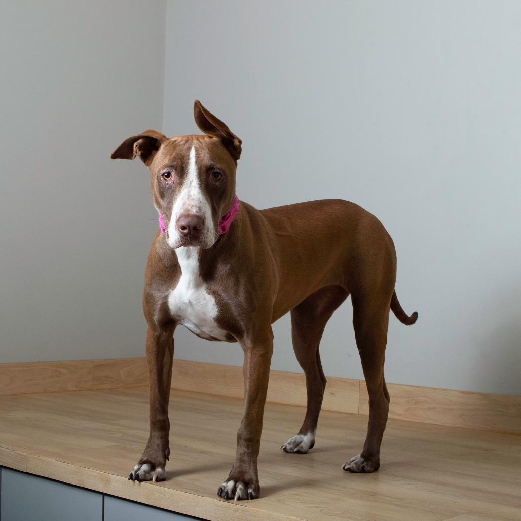 Laklyn D67239, a Adoptable mixed breed in Minnetonka, MN image 3/6