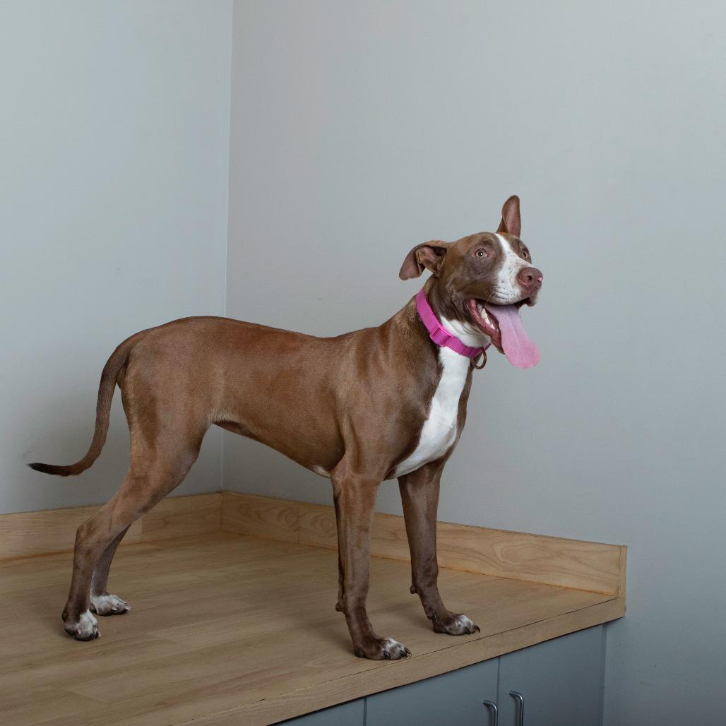 Enlarge Laklyn D67239, a Adoptable mixed breed in Minnetonka, MN image 3/6