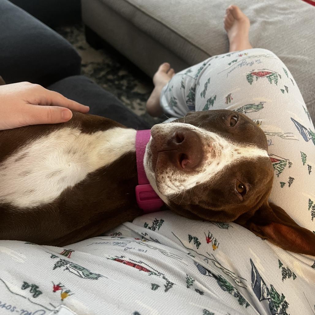 Laklyn D67239, a Adoptable mixed breed in Minnetonka, MN image 4/6