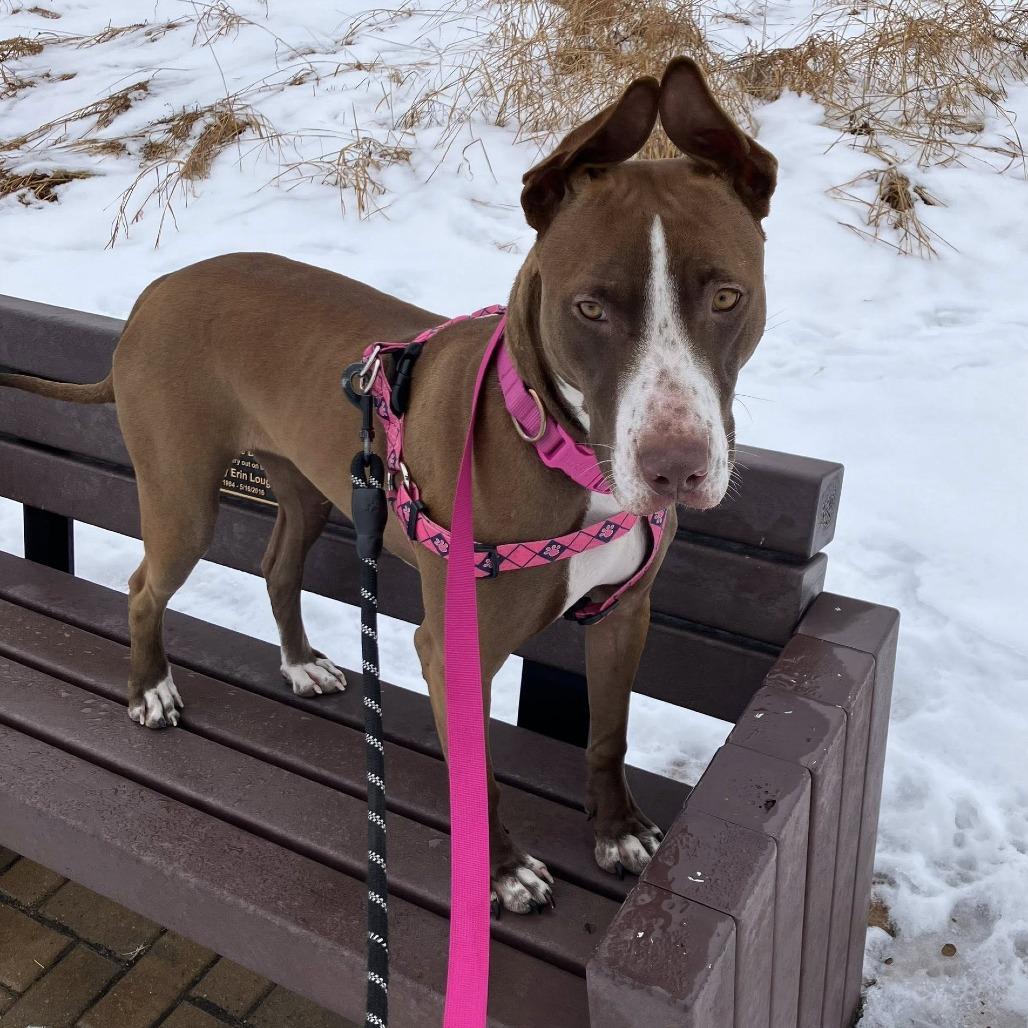Enlarge Laklyn D67239, a Adoptable mixed breed in Minnetonka, MN image 4/6