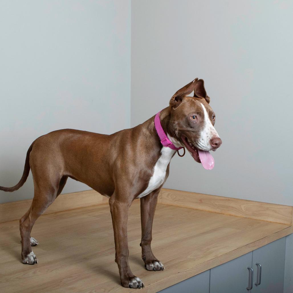 Laklyn D67239, a Adoptable mixed breed in Minnetonka, MN image 5/6