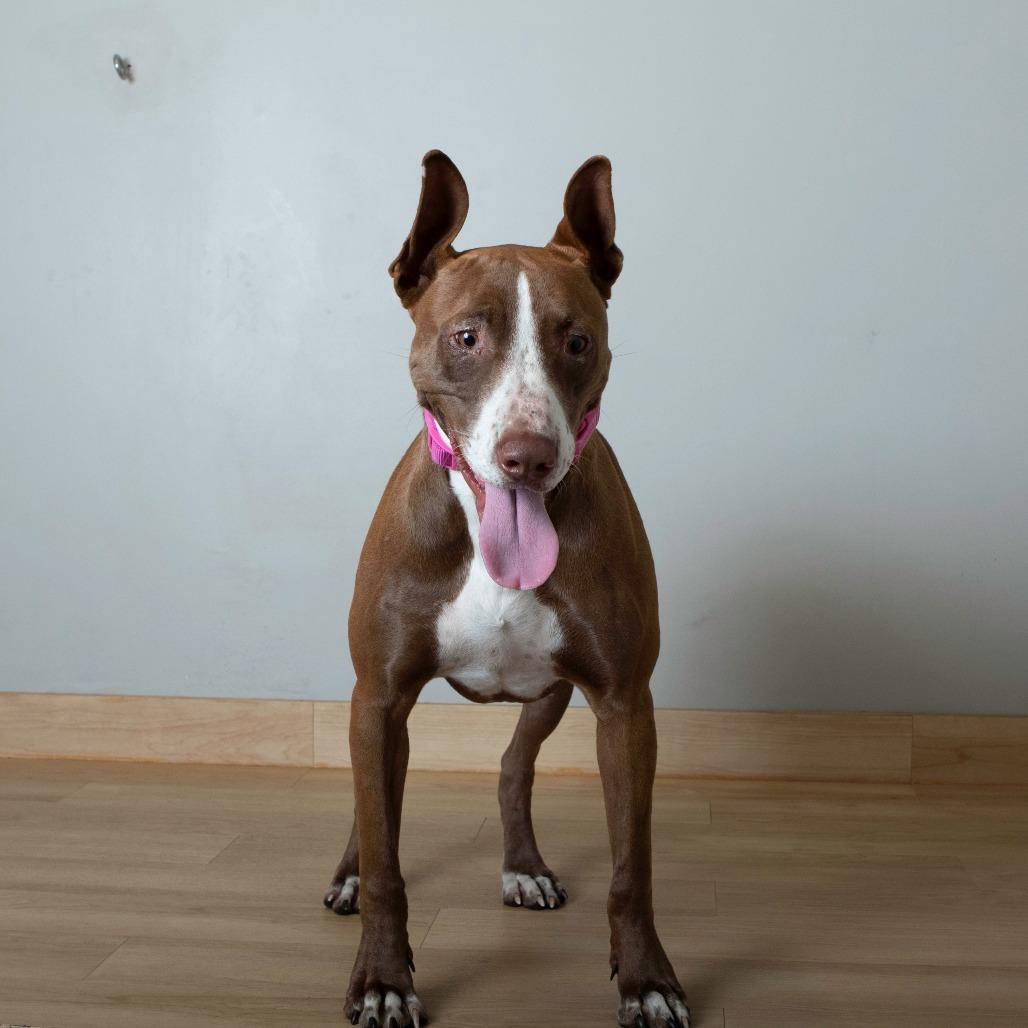 Laklyn D67239, a Adoptable mixed breed in Minnetonka, MN image 6/6