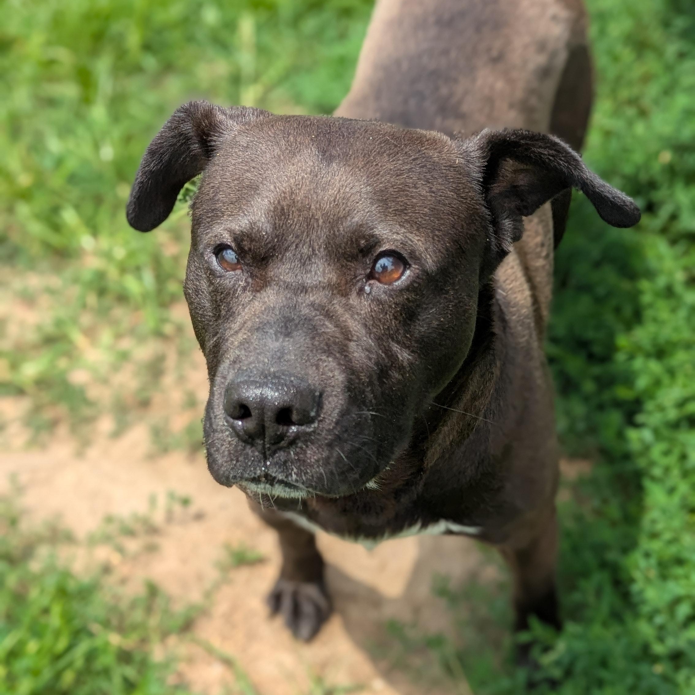 Stiles, Adult Male unknown
