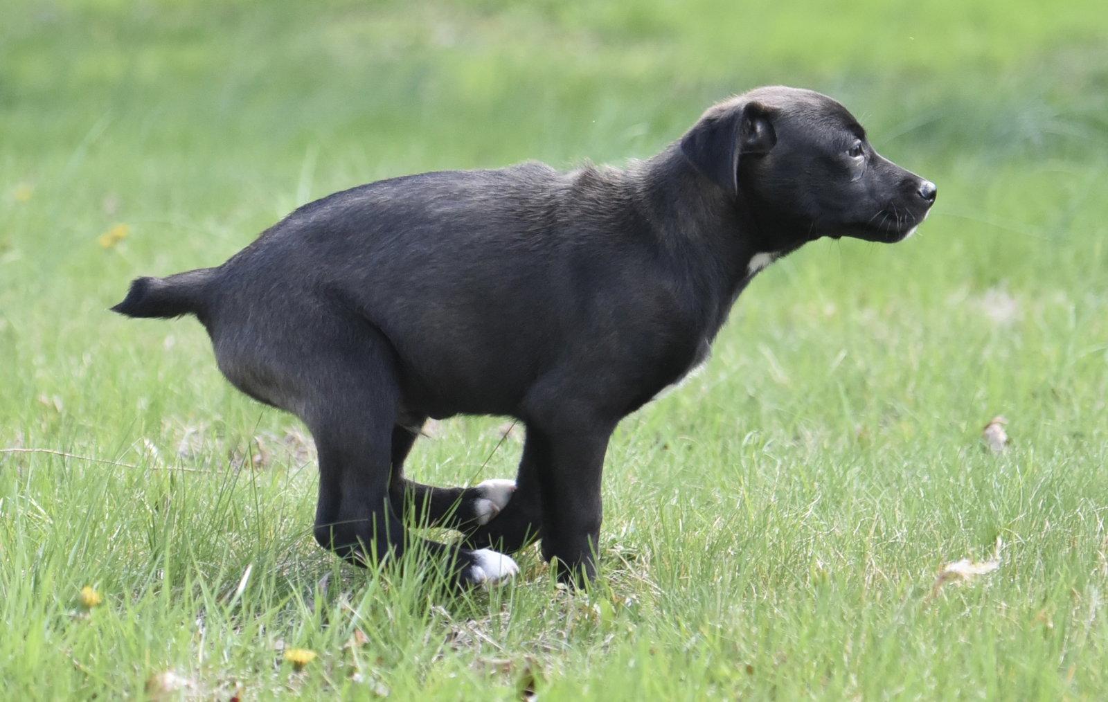 Enlarge Clint, a Adoptable mixed breed in Mechanicsburg, PA image 1/3