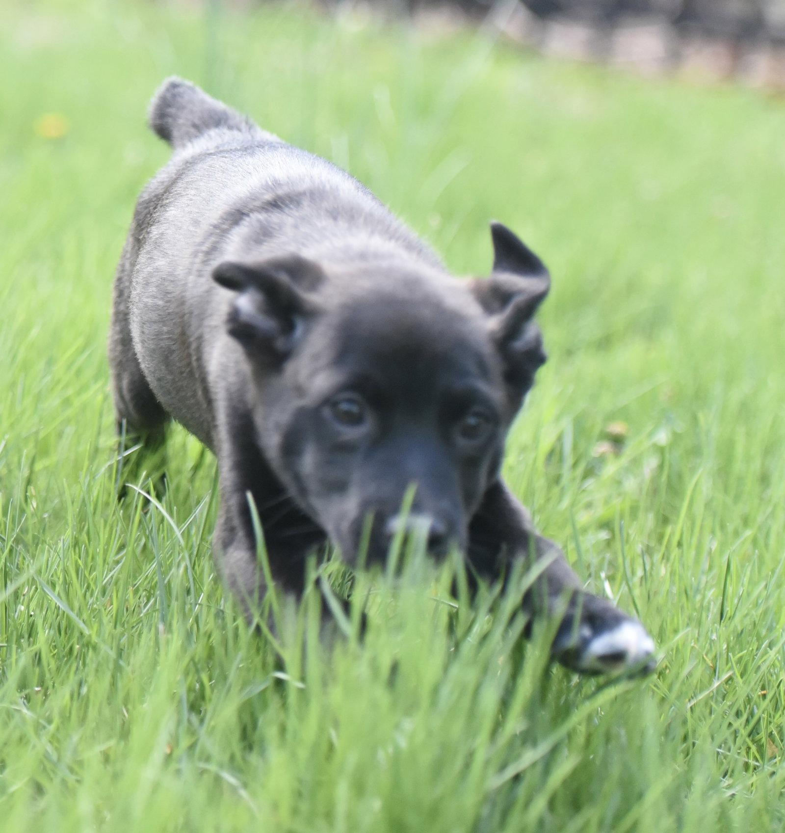 Enlarge Clint, a Adoptable mixed breed in Mechanicsburg, PA image 2/3