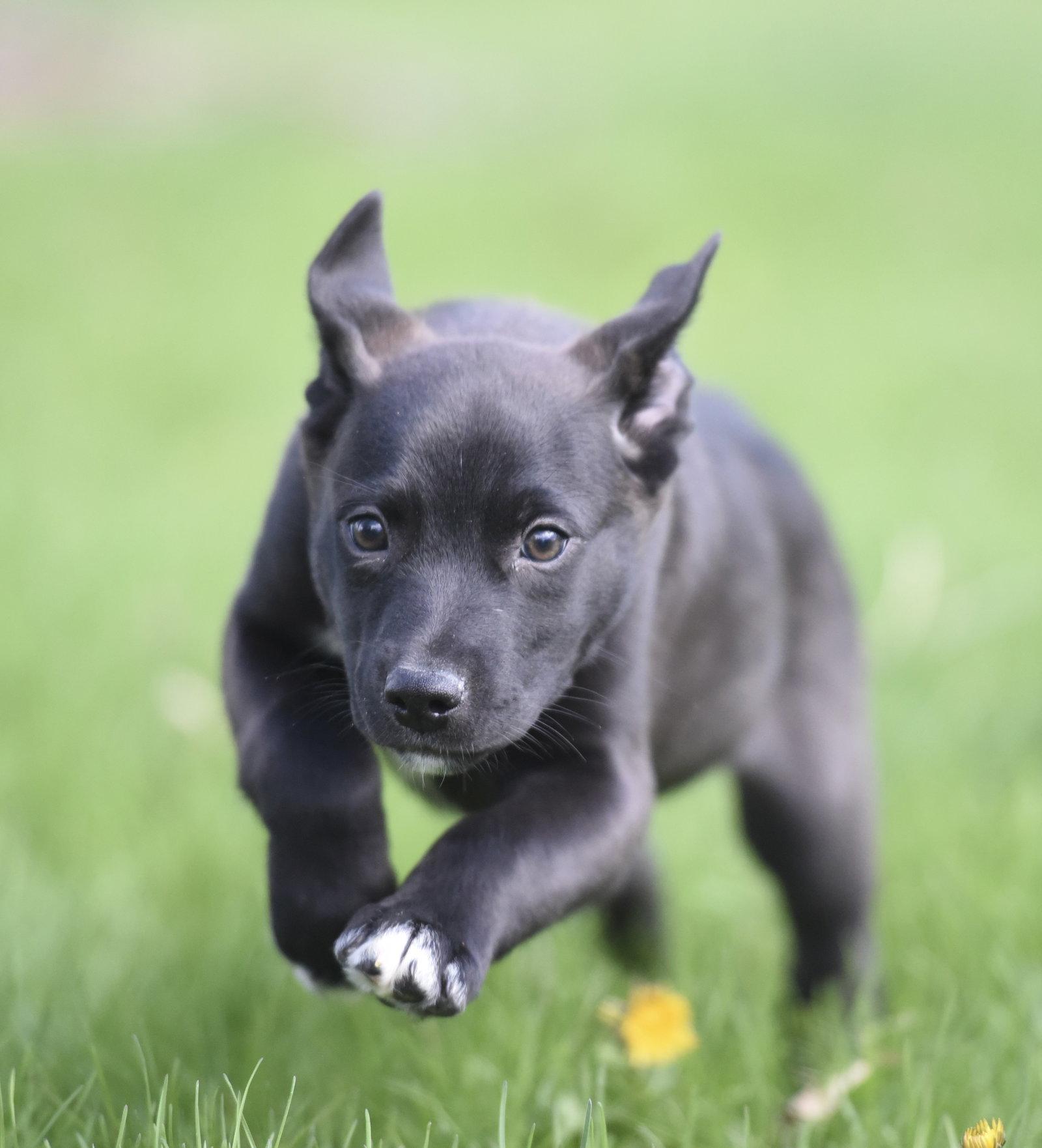 Enlarge Clint, a Adoptable mixed breed in Mechanicsburg, PA image 3/3