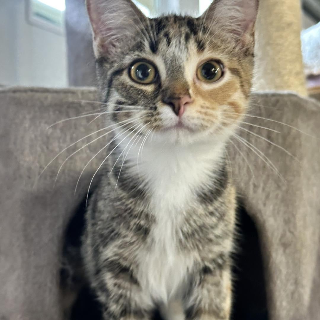 Enlarge Hera, a Adopted Domestic Short Hair in North Platte, NE image 5/5