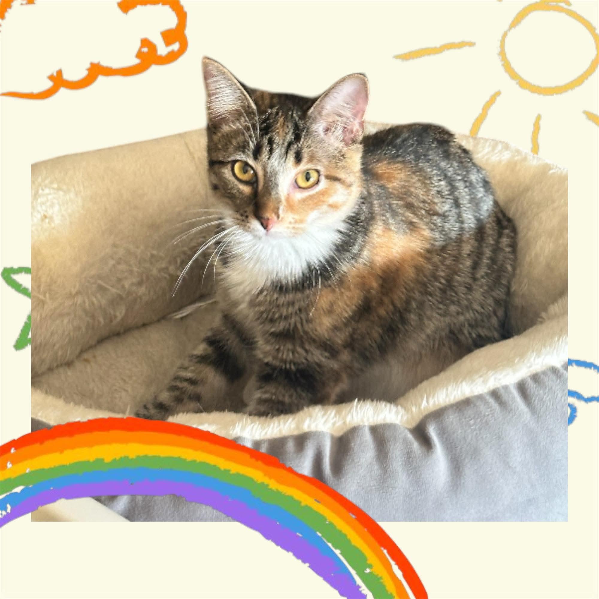 Enlarge Hera, a Adopted Domestic Short Hair in North Platte, NE image 3/5