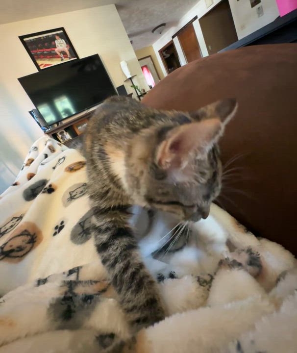 Enlarge Hera, a Adopted Domestic Short Hair in North Platte, NE video 4/5