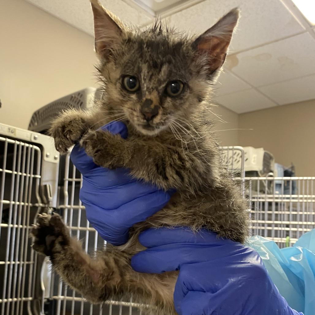 Enlarge Silverwing, a Adoptable Domestic Short Hair in Norfolk, NE image 1/1