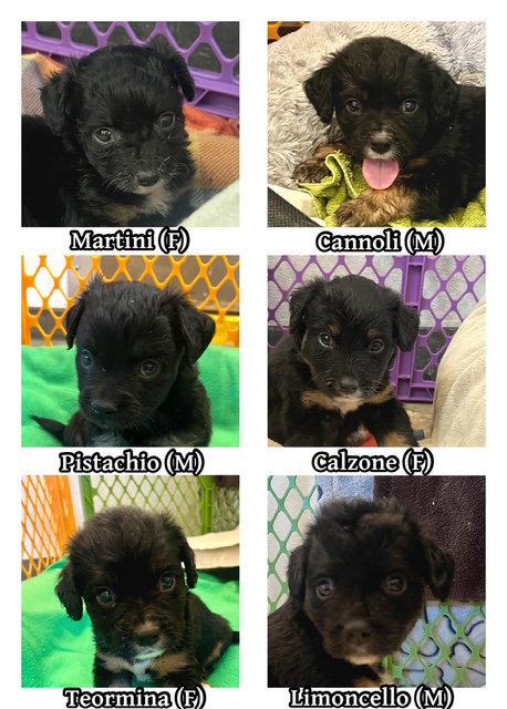 MARTINI, Adoptable, Puppy Female Spaniel.