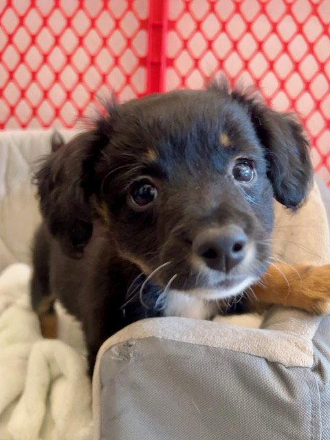 Enlarge MARTINI, a Adoptable Spaniel in Agoura Hills, CA image 2/2