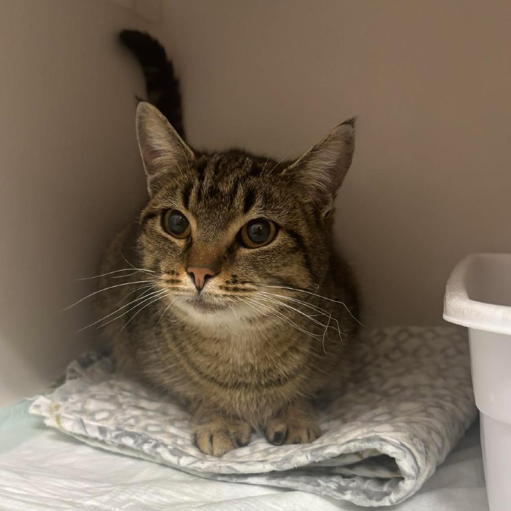 Delores, Adoptable, Adult Female Domestic Short Hair.