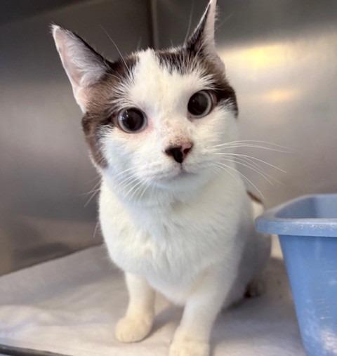 Enlarge Freya, a Adoptable mixed breed in Ogdensburg, NY image 1/1