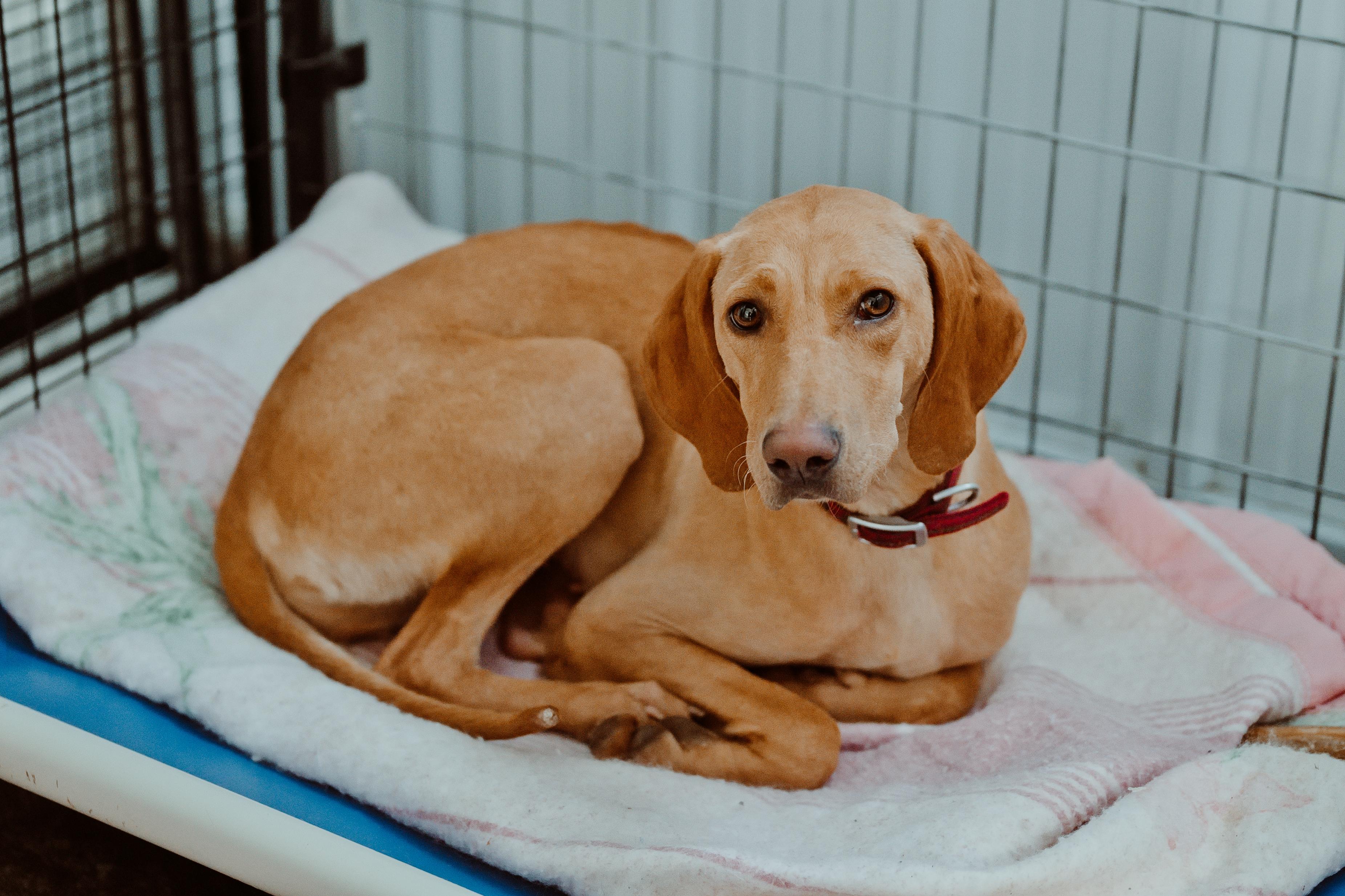 Willow, Adoptable, Young Female Vizsla.
