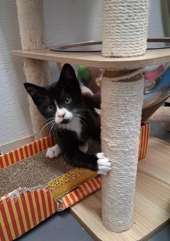 Enlarge Gizmo, a Adoptable Domestic Short Hair in Haines, AK image 1/1