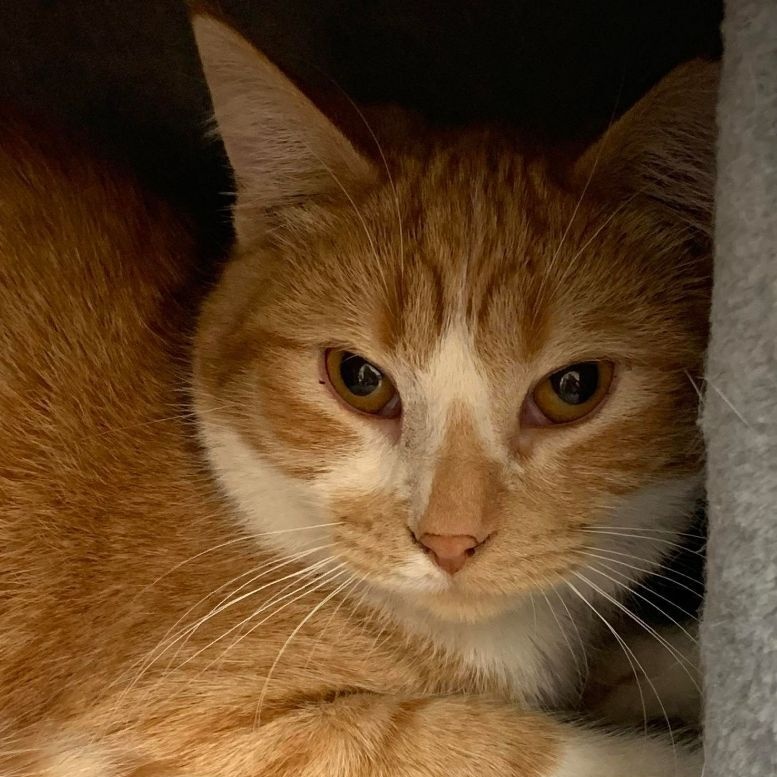 Enlarge Dianne, a Adoptable Tabby in Rushville, IL image 1/1