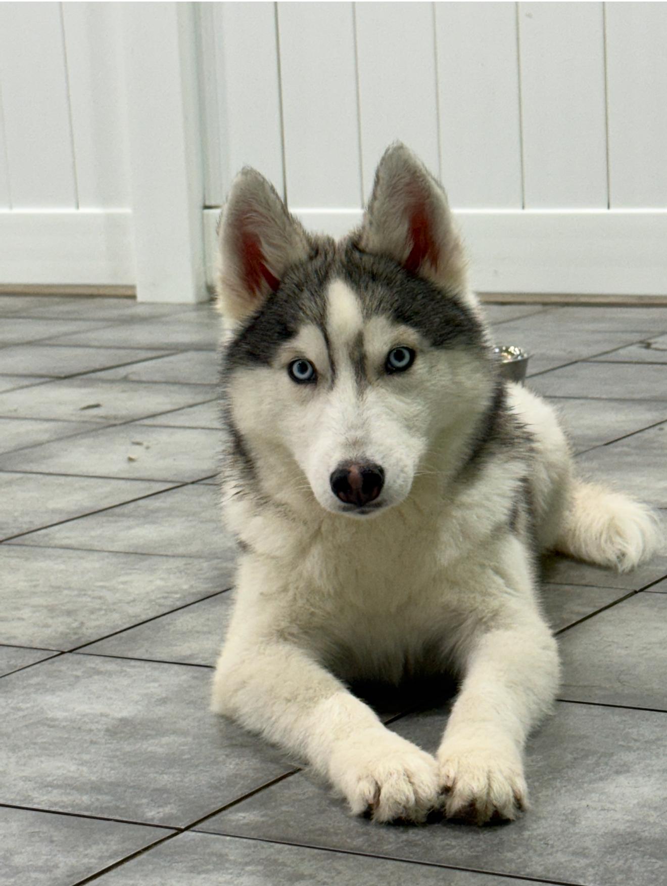 Rocky, a Adoptable mixed breed image 1/3