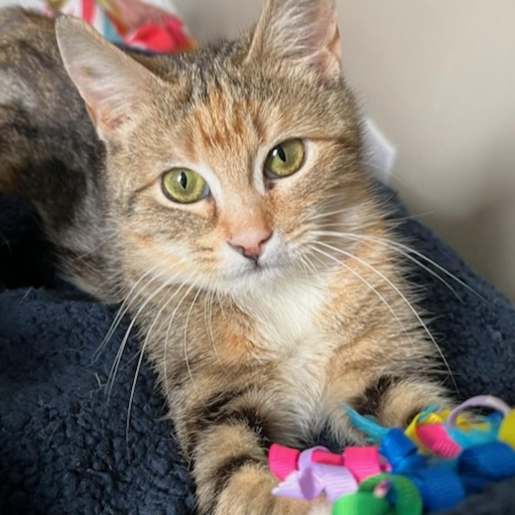 Enlarge Cher, a Adoptable Domestic Short Hair in Cumming, GA image 6/6