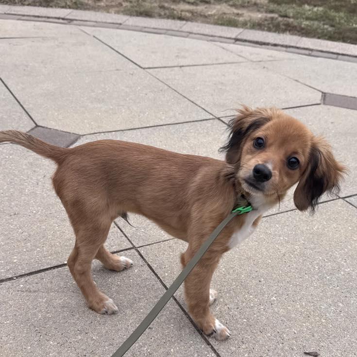 Leo, Adopted, Young Male Mixed Breed.