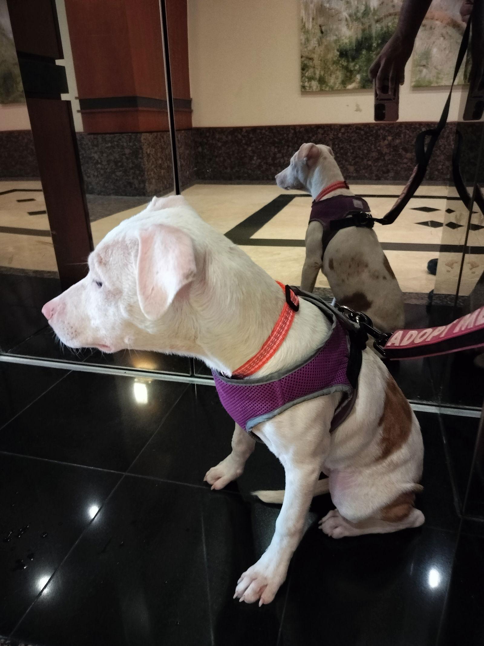 Enlarge Tower, a Adoptable Catahoula Leopard Dog in Sanford, FL image 1/3