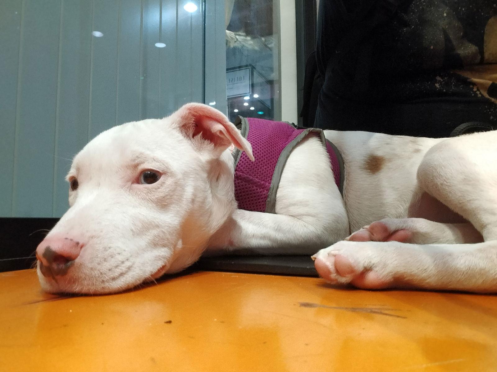 Enlarge Tower, a Adoptable Catahoula Leopard Dog in Sanford, FL image 2/3