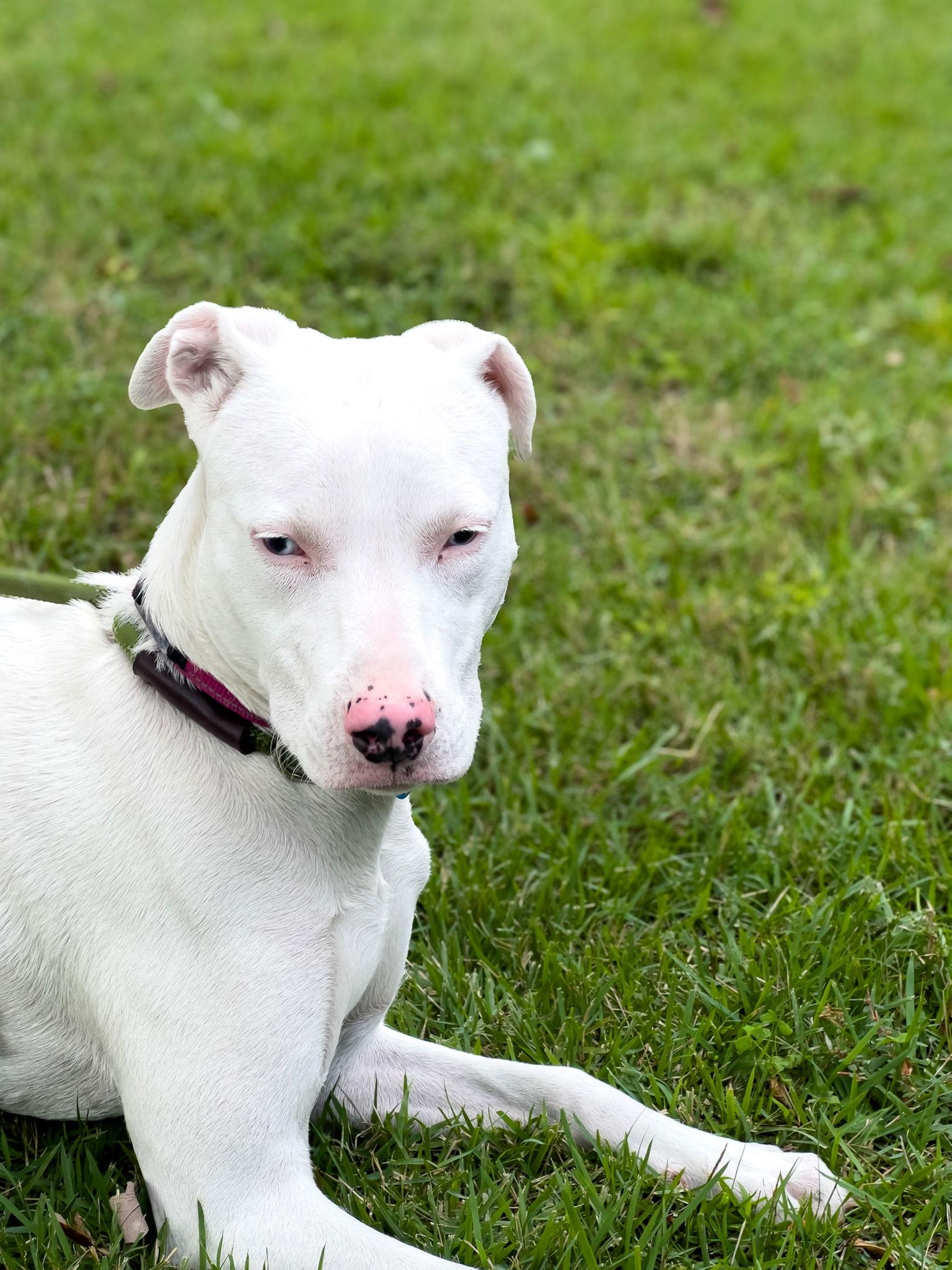 Enlarge Tower, a Adoptable Catahoula Leopard Dog in Sanford, FL image 3/6