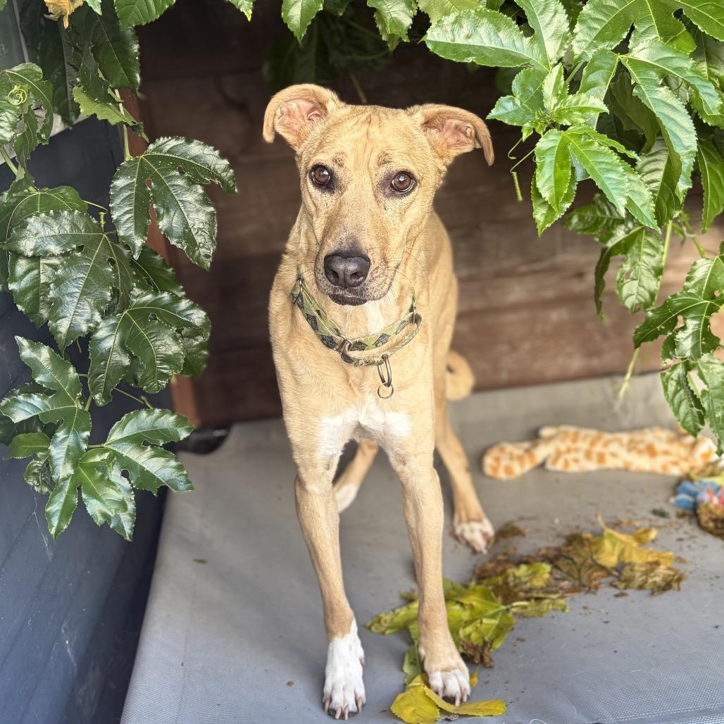 Enlarge Soia, a Adoptable mixed breed in San Diego, CA image 1/6