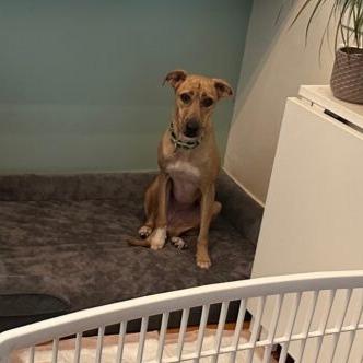 Enlarge Soia, a Adoptable mixed breed in San Diego, CA image 2/6
