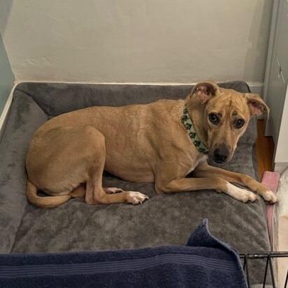 Enlarge Soia, a Adoptable mixed breed in San Diego, CA image 3/6