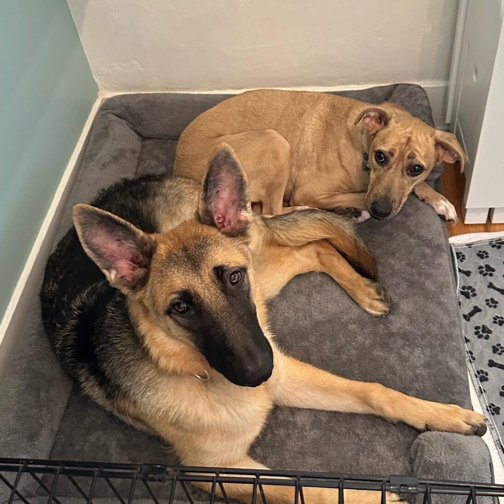 Enlarge Soia, a Adoptable mixed breed in San Diego, CA image 4/6