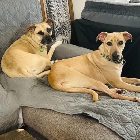Enlarge Soia, a Adoptable mixed breed in San Diego, CA image 5/6